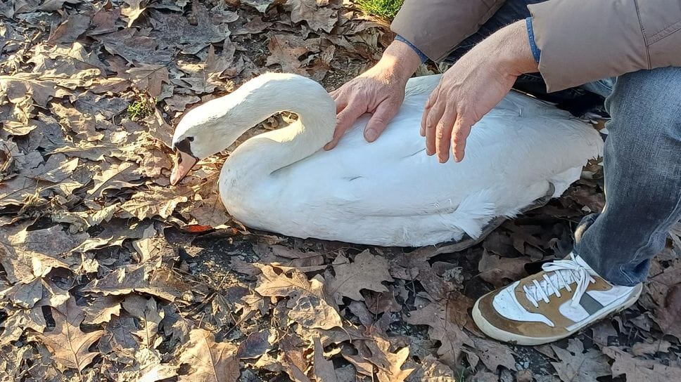 I primi soccorsi al cigno ferito (Cuti)