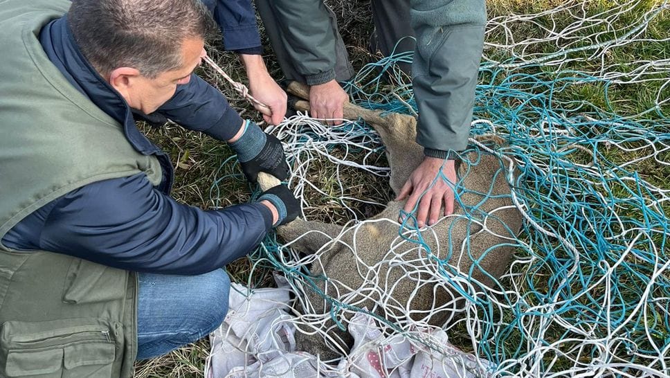 Il salvataggio del capriolo