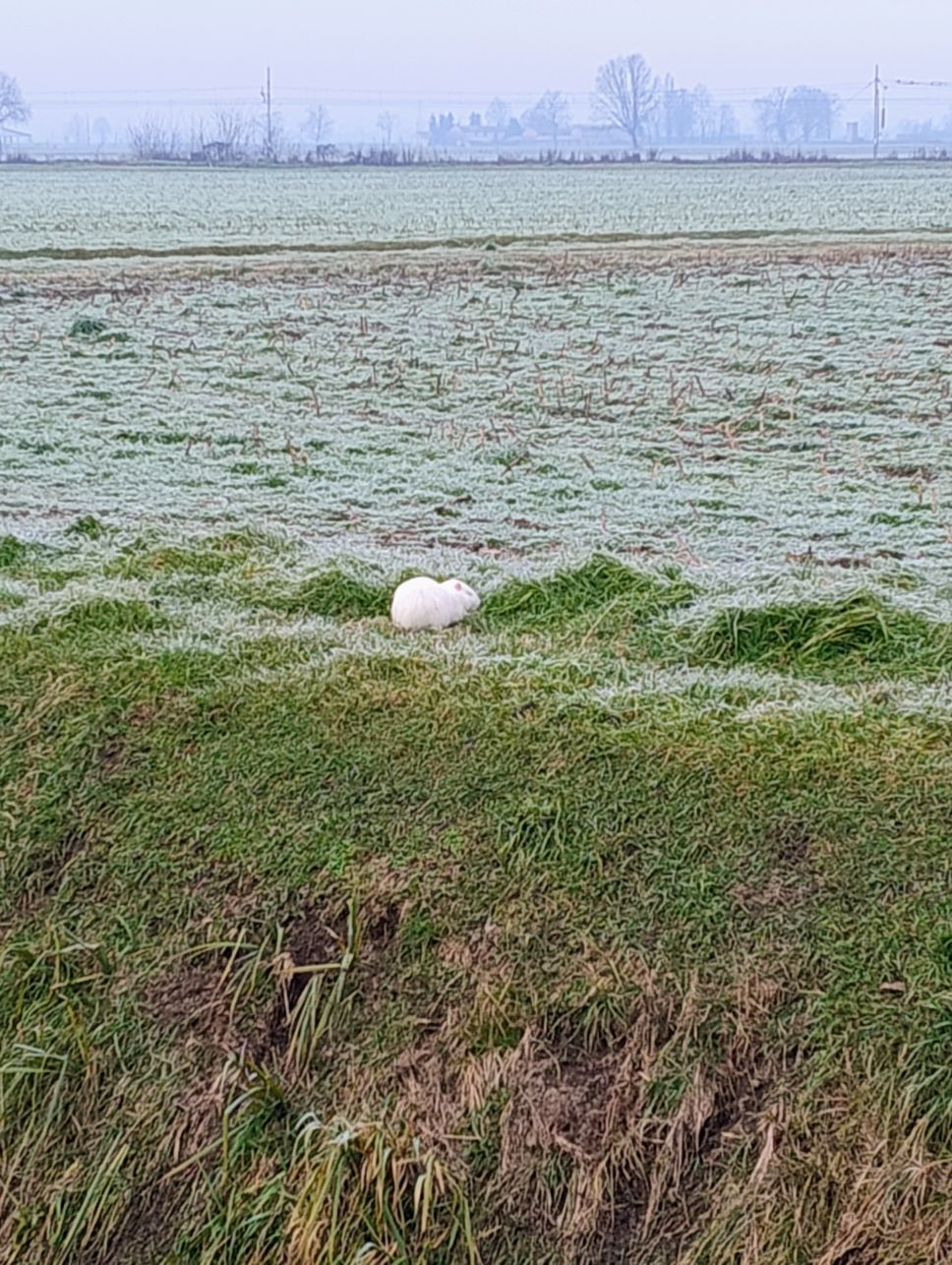 La nutria albina fotografata a Maleo