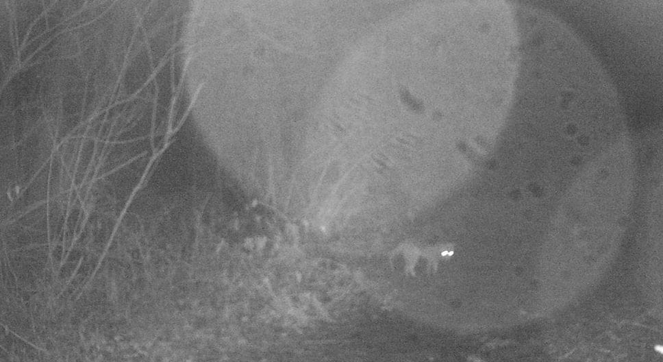 Un frame ricavato dal video ripreso dalla fototrappola installata al Belgiardino: la registrazione fra il primo e il 2 gennaio