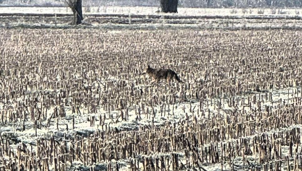 Uno dei due lupi tra gli stocchi di mais