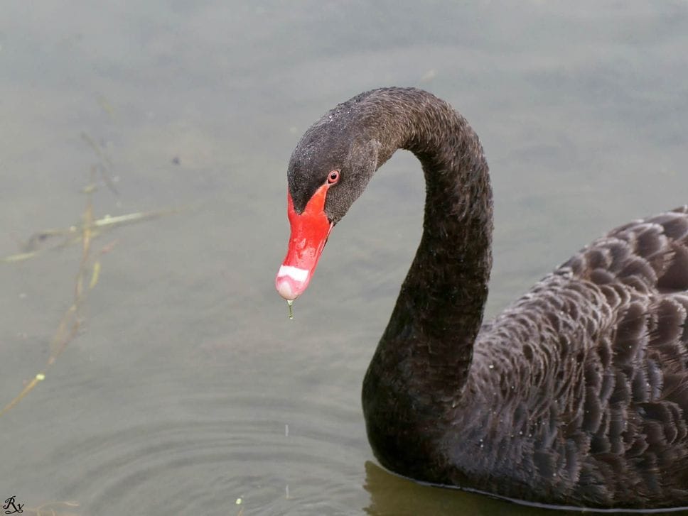 Paullo, tutti pazzi per il cigno nero della Muzza