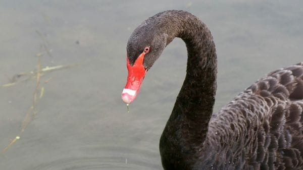 Paullo, tutti pazzi per il cigno nero della Muzza