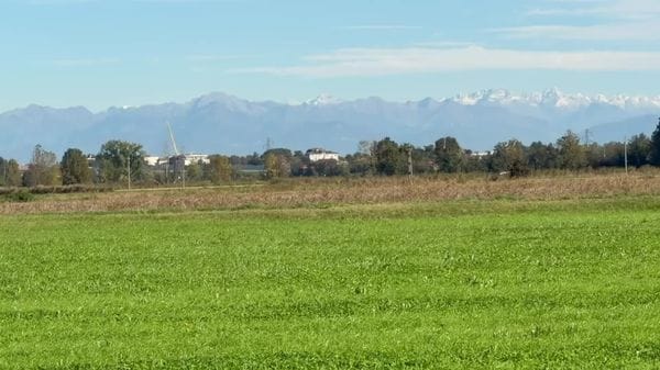 Branco di lupi tra Massalengo e San Martino