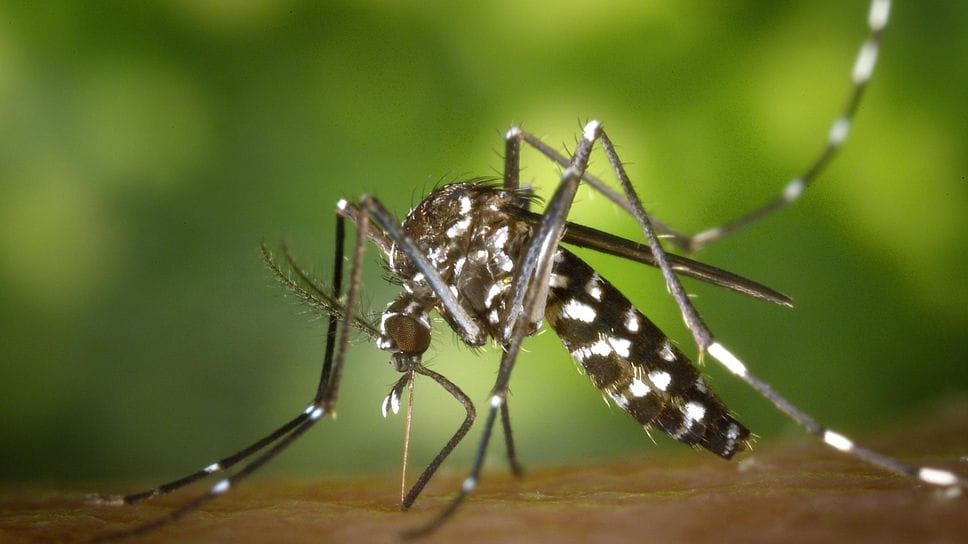 Dengue a San Donato, spunta il terzo caso negli ultimi due mesi