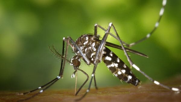 Dengue a San Donato, spunta il terzo caso negli ultimi due mesi