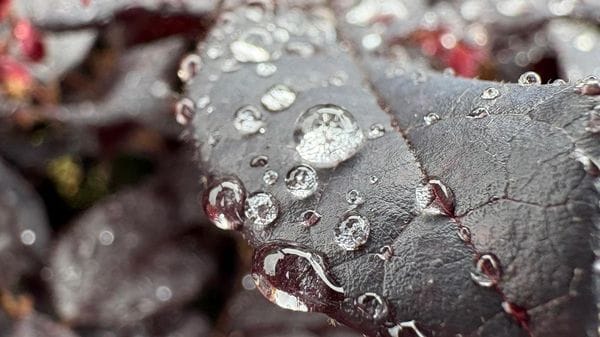 La delicatezza della rugiada, e il miracolo dell’equilibrio 