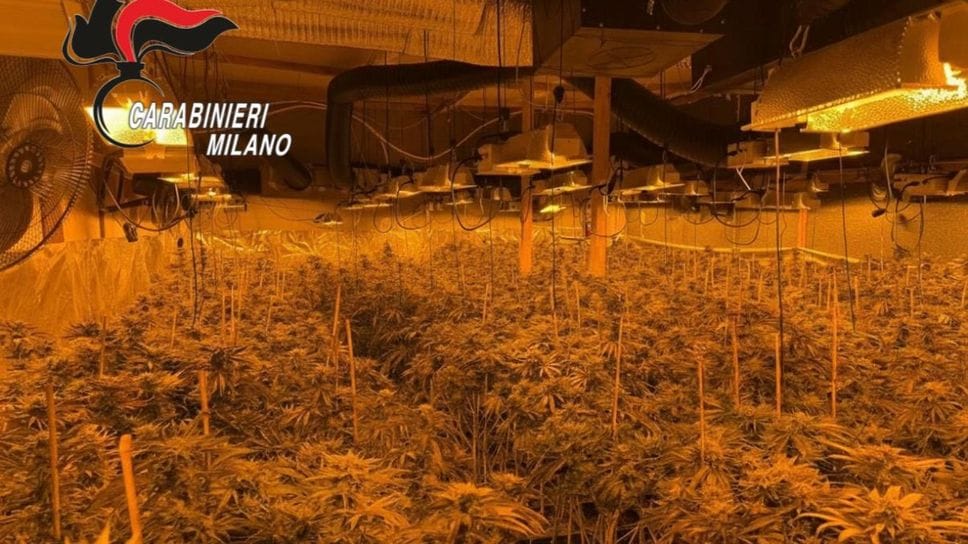 La piantagione di droga a Lodi Vecchio