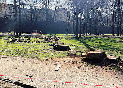 La zona dell’abbattimento all’Isola Carolina con la ceppaia della pianta malata