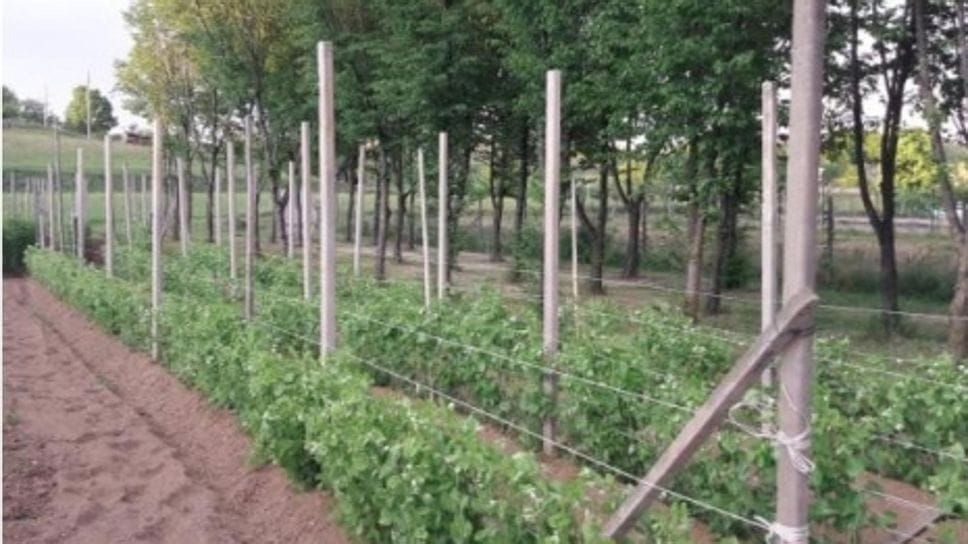Una coltivazione ai piedi della collina