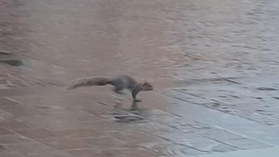 Lo scoiattolo mentre attraversa piazza del Popolo (Gozzini)