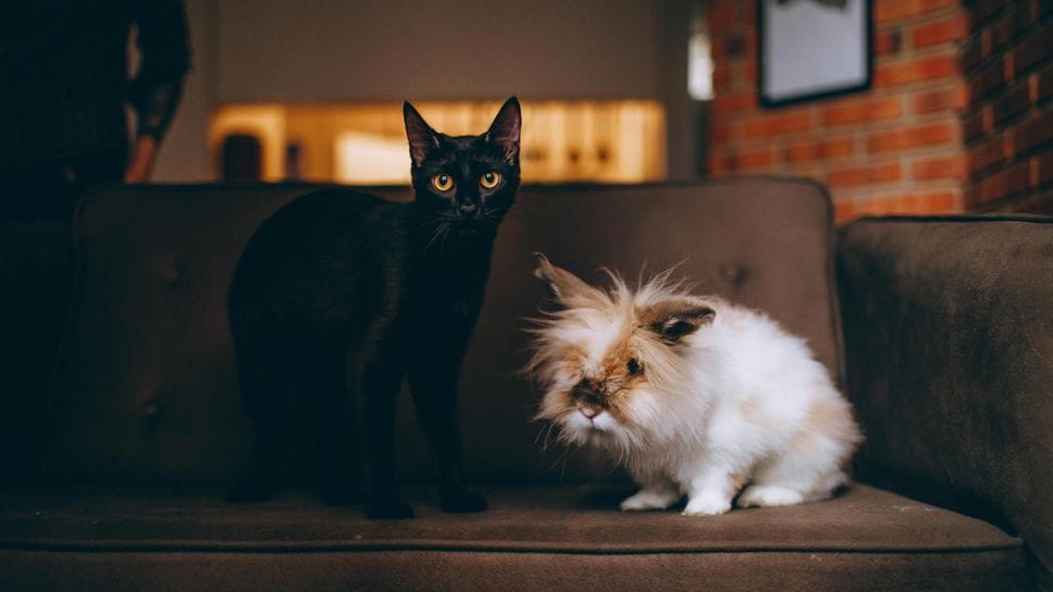 A livello nazionale il settore della pet economy ha raggiunto i 6,7 miliardi