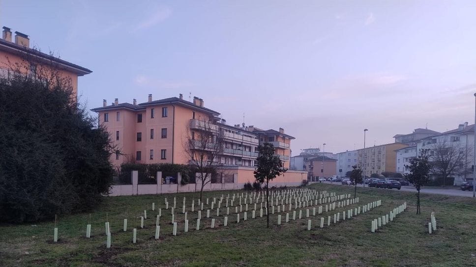 Una delle nuove microforeste urbane