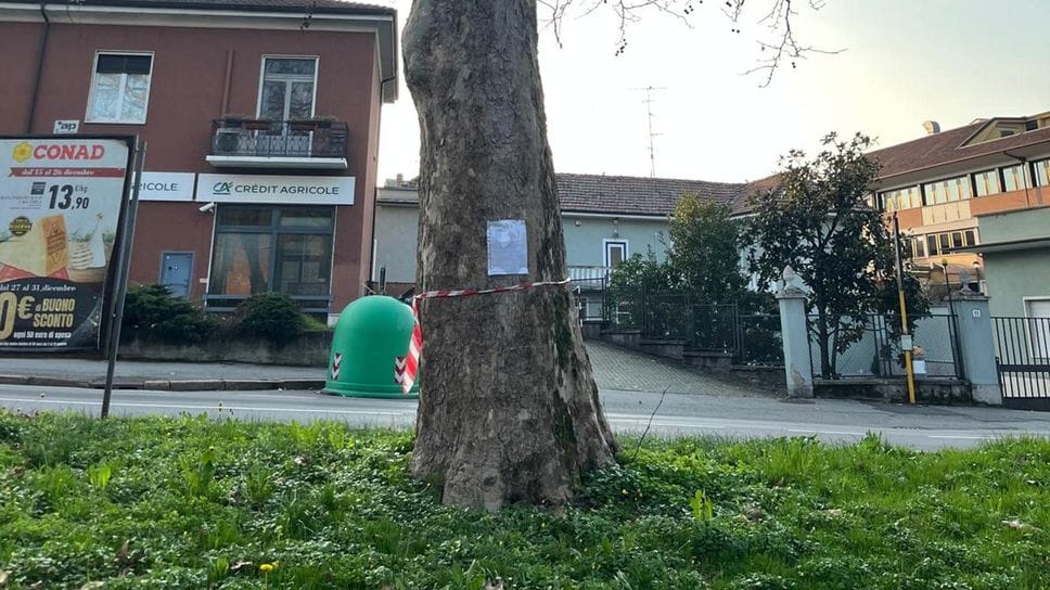 La pianta destinata all’abbattimento, sul tronco la comunicazione di Astem (Mungiello)