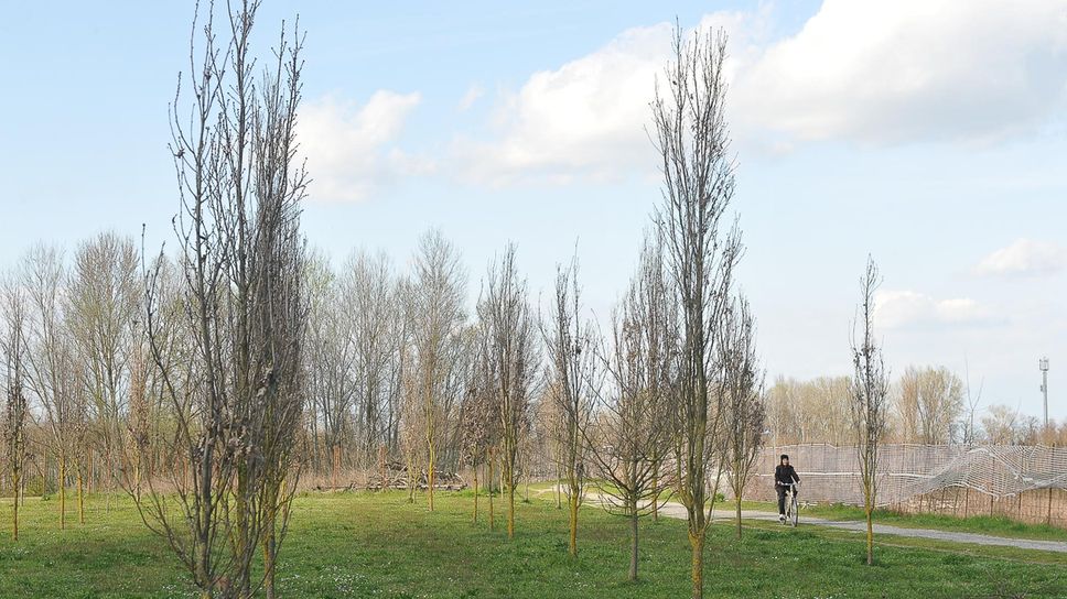 Ciò che rimane della cattedrale vegetale nella zona dell’Oltreadda