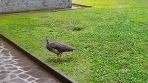 Immagine per 78bc0ce6-235d-11f1-9c41-e8adeba05cd5