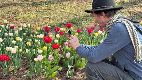 La primavera sboccia a Massalengo con il parco del tulipani VIDEO