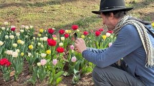 La primavera sboccia a Massalengo con il parco del tulipani VIDEO