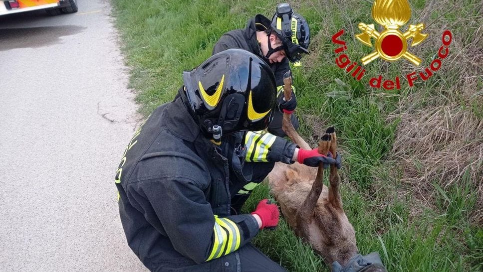 Senna, i vigili del fuoco recuperano un capriolo con  la zampa rotta finito in un fossato