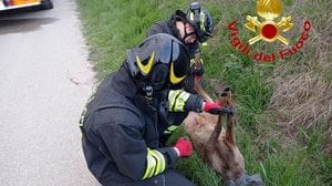Senna, i vigili del fuoco recuperano un capriolo con  la zampa rotta finito in un fossato