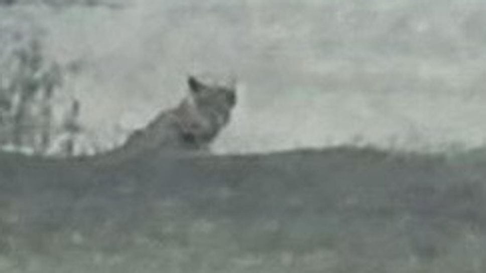 Faccia a faccia con il lupo nel basso Lodigiano tra Zorlesco e Borasca