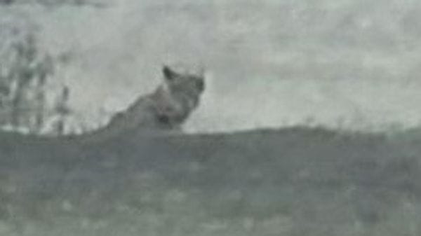 Faccia a faccia con il lupo nel basso Lodigiano tra Zorlesco e Borasca