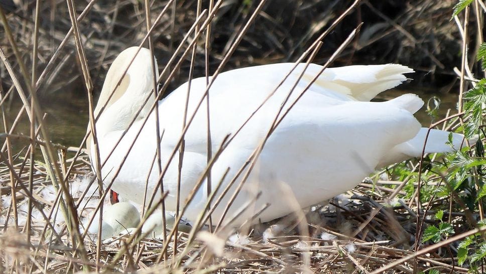 Un nuovo nido di cigno lungo la Muzza tra Villambrera e Cassino d’Alberi