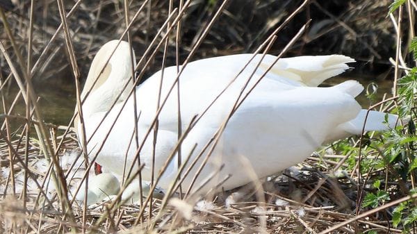 Un nuovo nido di cigno lungo la Muzza tra Villambrera e Cassino d’Alberi