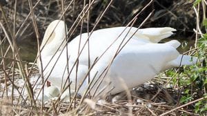 Un nuovo nido di cigno lungo la Muzza tra Villambrera e Cassino d’Alberi