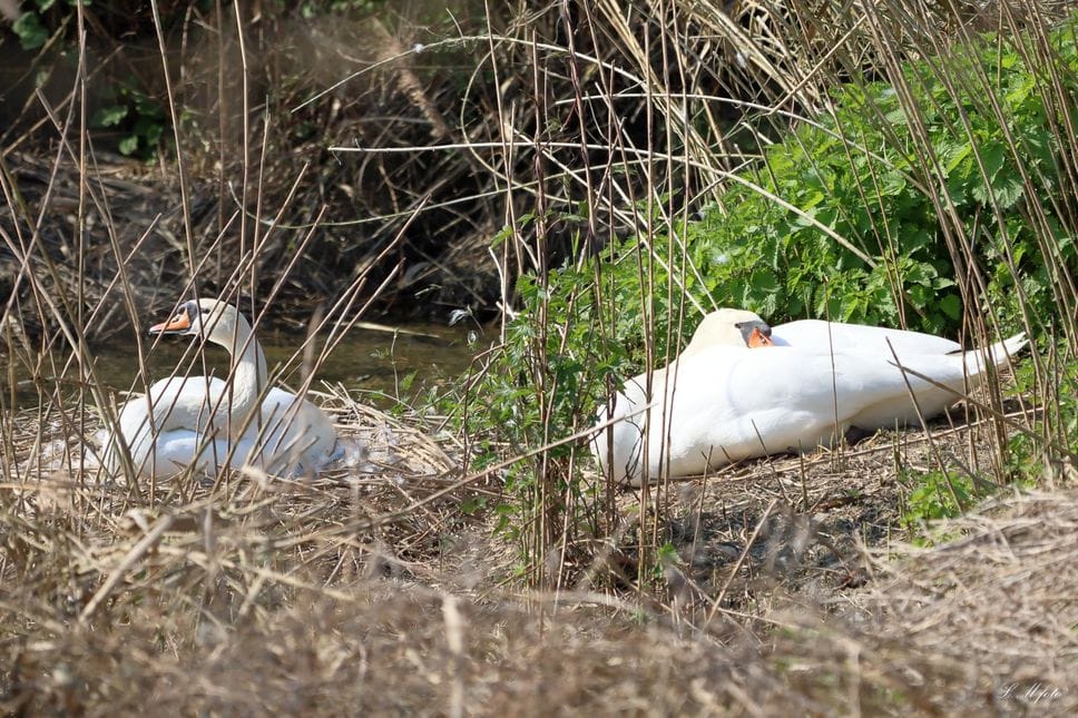 Un nuovo nido di cigno lungo la Muzza tra Villambrera e Cassino d’Alberi