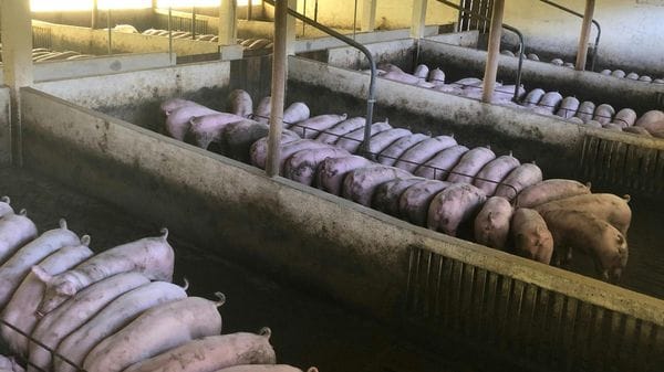 Peste suina: il Lodigiano ritorna a respirare