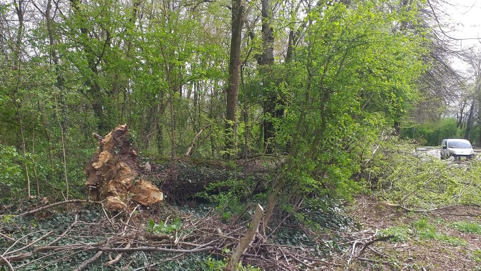 Tromba d’aria: alberi caduti e strade bloccate in città