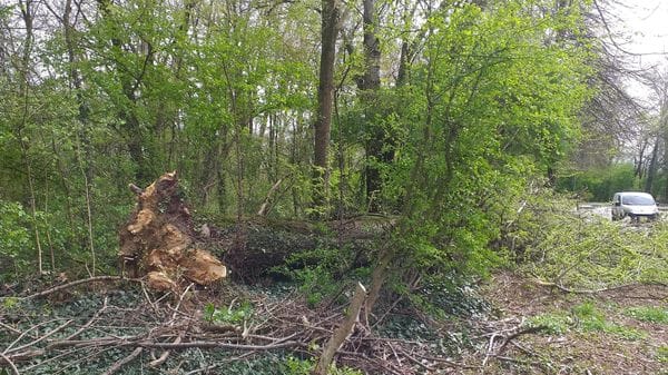 Tromba d’aria: alberi caduti e strade bloccate in città