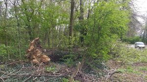 Tromba d’aria: alberi caduti e strade bloccate in città