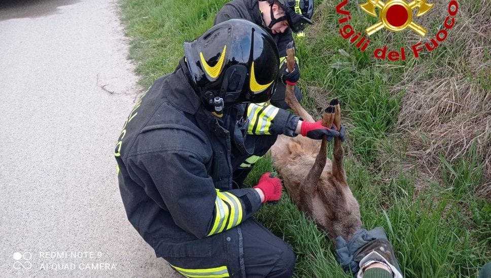 Un capriolo attraversa la carreggiata, investito e ucciso da un’auto