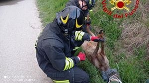 Un capriolo attraversa la carreggiata, investito e ucciso da un’auto