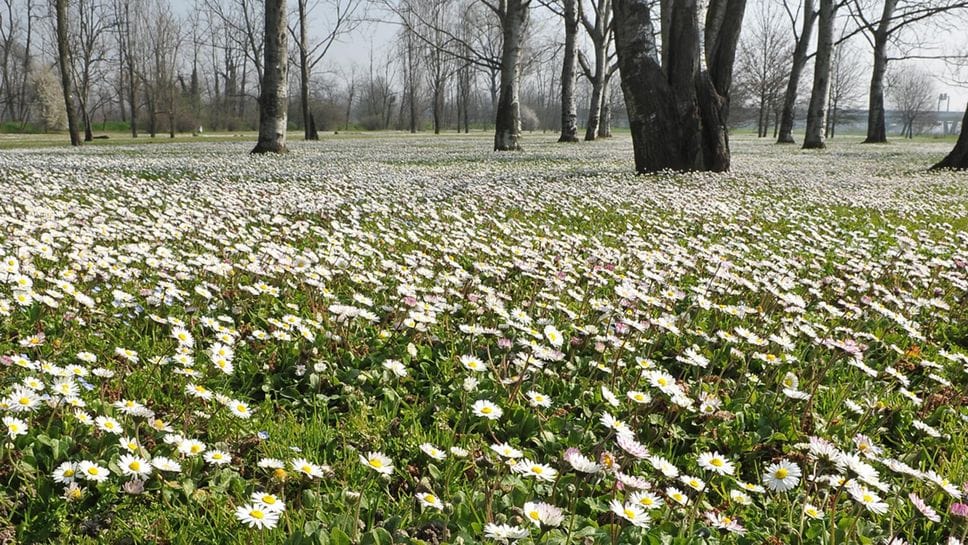  LEGGIAMO UN PO’  Tra narrativa e poesia, torna in edicola El Paginon VIDEO