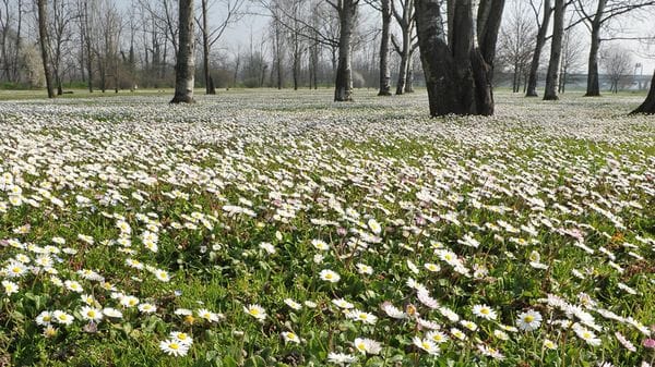  LEGGIAMO UN PO’  Tra narrativa e poesia, torna in edicola El Paginon VIDEO