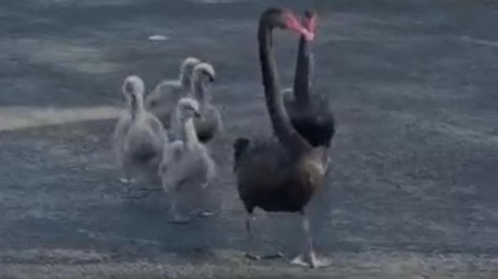 Peschiera, recuperati e salvati sette cigni che si erano smarriti tra auto e asfalto