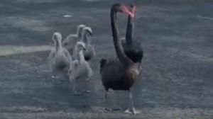 Peschiera, recuperati e salvati sette cigni che si erano smarriti tra auto e asfalto