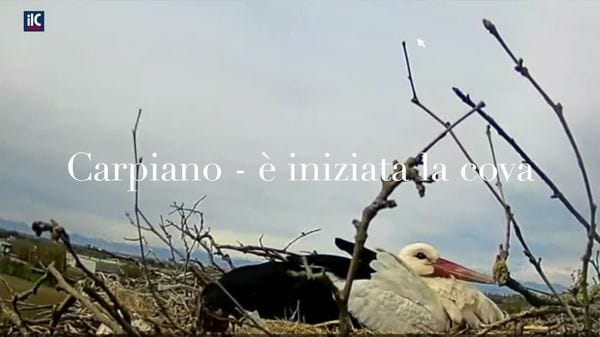 Carpiano cicogne deposte uova
