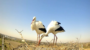 Cico e Cica di nuovo genitori sulla torre della Binasca