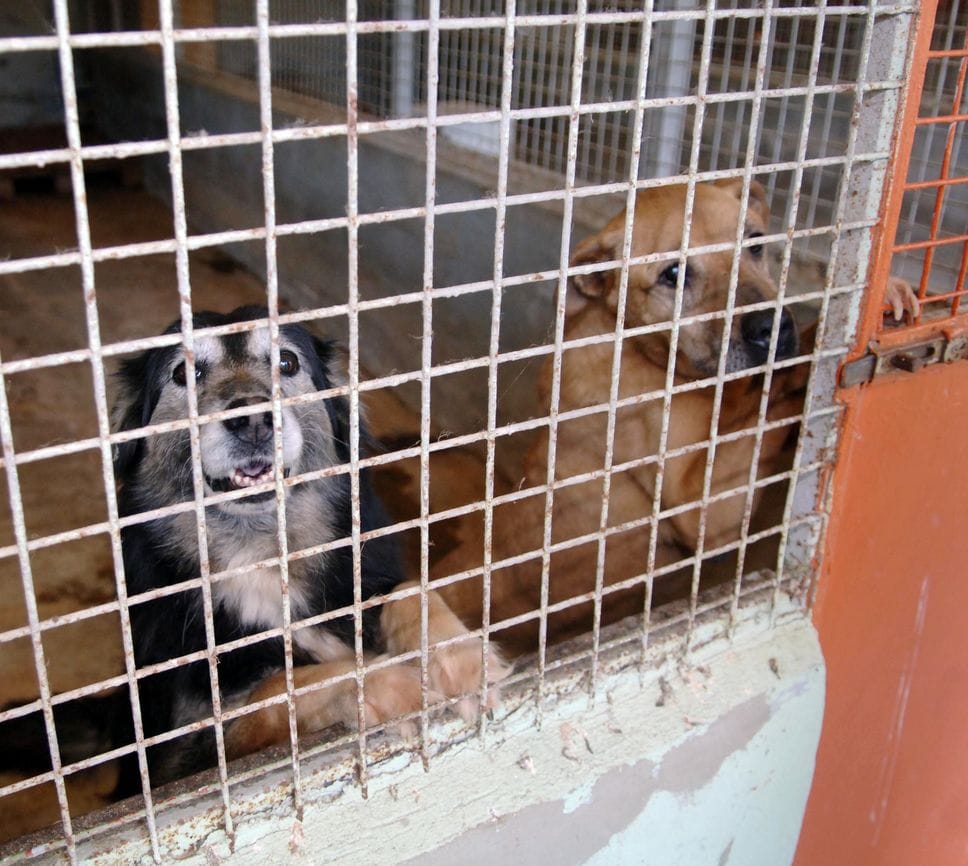 Cani presi in carico da un canile (Archivio)