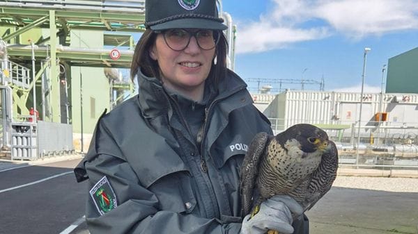 Falco pellegrino in difficoltà sulla centrale di Tavazzano, la polizia provinciale lo salva