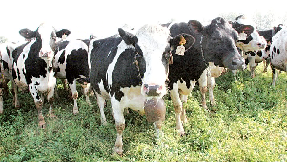 Le cinque mucche francesi che hanno salvato la scuola