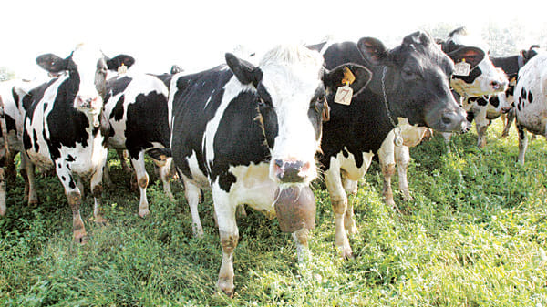 Le cinque mucche francesi che hanno salvato la scuola