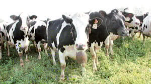 Le cinque mucche francesi che hanno salvato la scuola