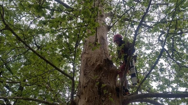 «La stabilità è compromessa»: destino segnato per altri due alberi storici