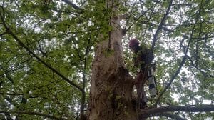 «La stabilità è compromessa»: destino segnato per altri due alberi storici