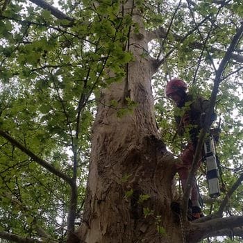«La stabilità è compromessa»: destino segnato per altri due alberi storici